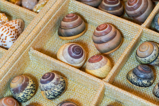 Shell of a snail