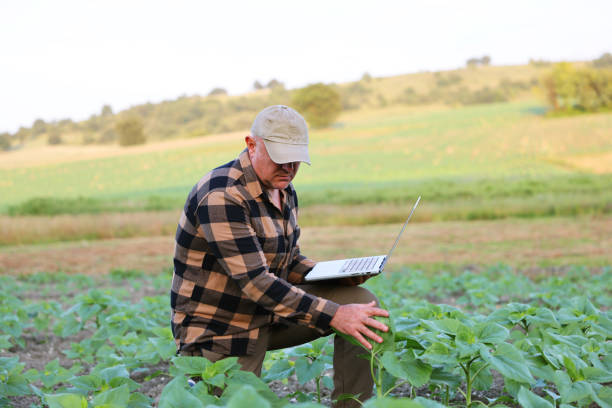 istock Farmer with laptop examining sunflower seedlings in a field 2170625963