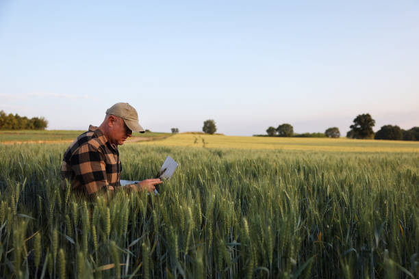 istock Farmer working with laptop on wheat field. 2170626291