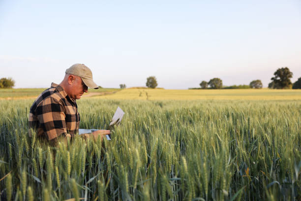 istock Farmer working with laptop on wheat field. 2170626298