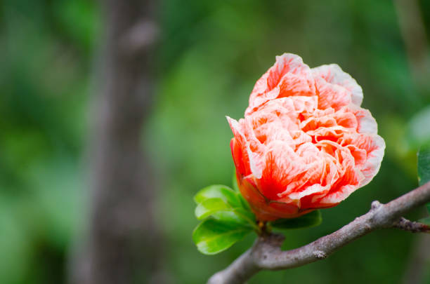 Beautiful gentle orange flower Punica granatum 'Pleniflora' is a broadleaf deciduous shrub or tree with green foliage on its branch in a spring season at a botanical garden.