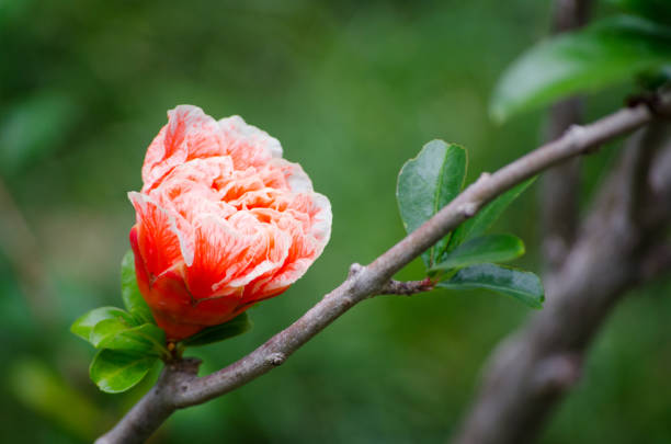 Beautiful gentle orange flower Punica granatum 'Pleniflora' is a broadleaf deciduous shrub or tree with green foliage on its branch in a spring season at a botanical garden.