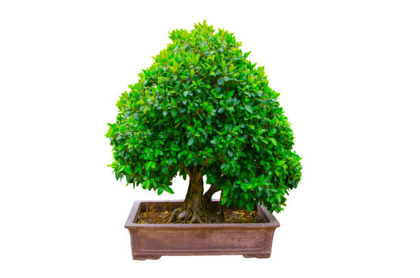 Bonsai plants in Chinese garden