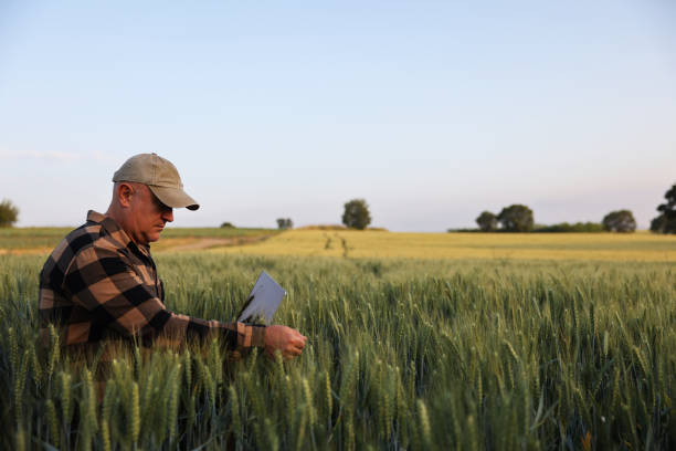 istock Farmer working with laptop on wheat field. 2170628239