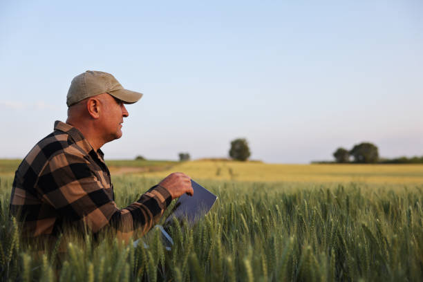 istock Farmer working with laptop on wheat field. 2170628265