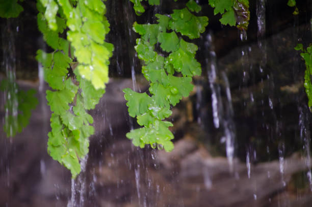 Raining thought the green leaves in a Australia rain forest, native forest type.