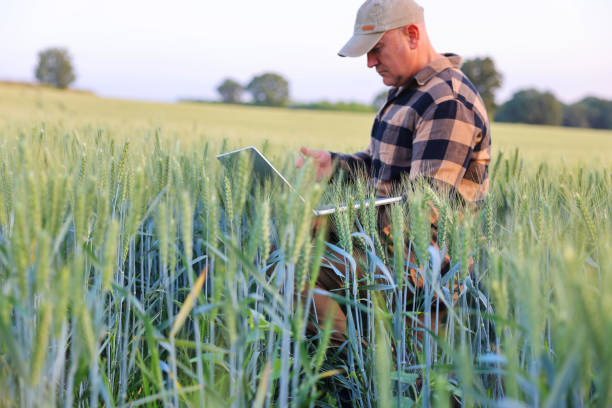 istock Farmer working with laptop on wheat field. 2170630477