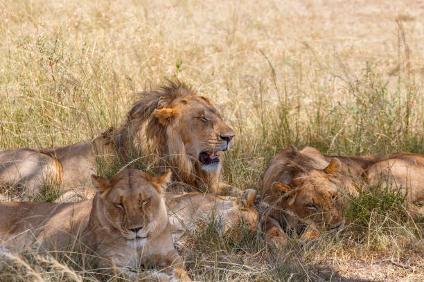 istock Lions sleeping in the high grass in the savanna 2170632155