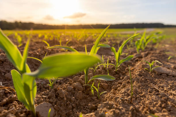 istock a field with a corn harvest in the evening 2170634674