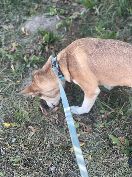 istock Red husky dog walking in pine forest 2170636137
