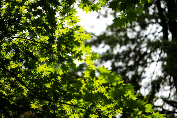 landscape in summer forest