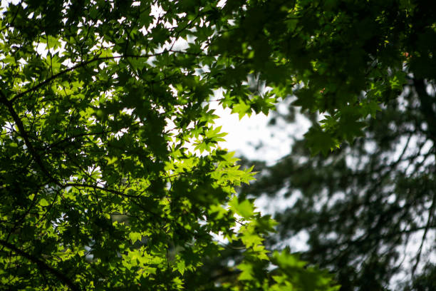 landscape in summer forest