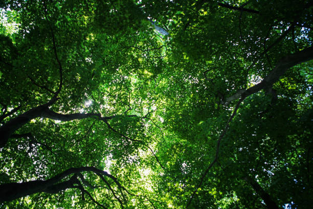 istock low-angle view of the maple trees in summer 2170636239