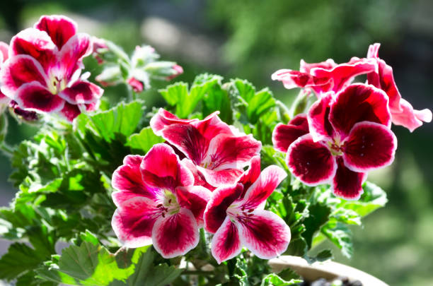 istock Pelargonium flowers. Royal pelargonium. Blooming geranium in the sun. 2170636945