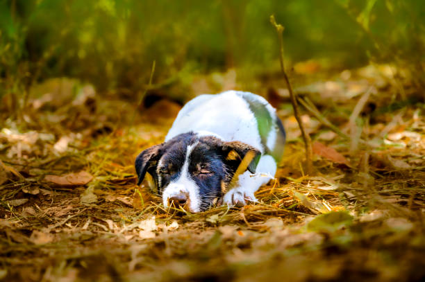 istock Homeless puppy in abandoned area 2170637215