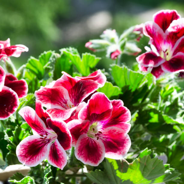 istock Pelargonium flowers. Royal pelargonium. Blooming geranium in the sun. 2170637220