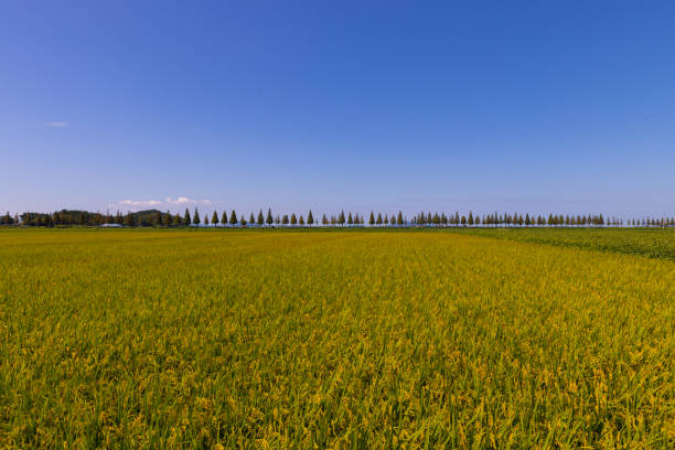 the horizon of the Gimje Plain