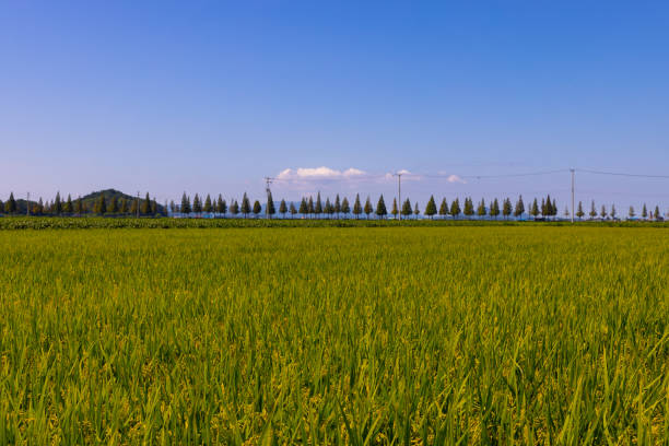 the horizon of the Gimje Plain