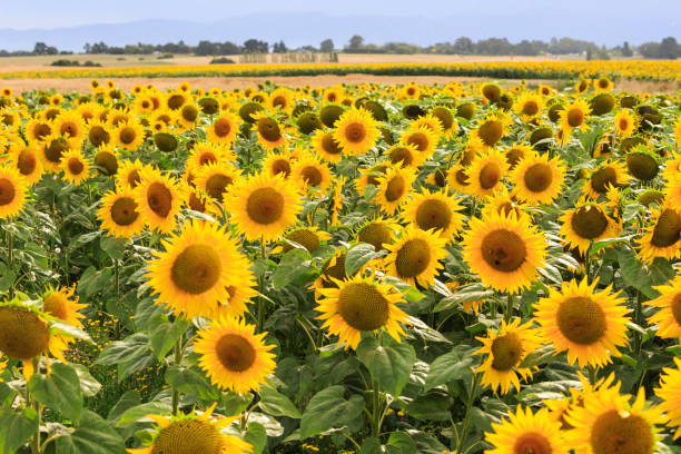 istock Vibrant Sunflower Field in Full Bloom 2170638643