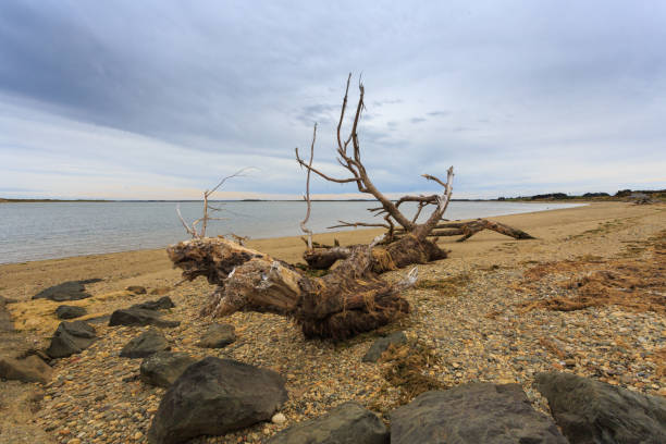 Tree roots washed up from the sea on the Vidzeme coast in Latvia