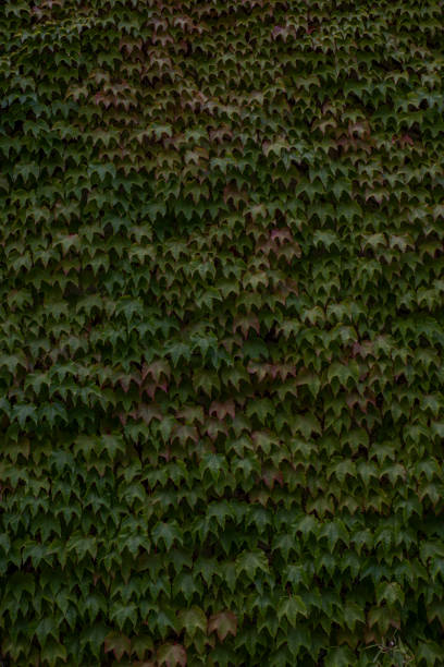 Background closeup view of green ivy.