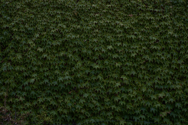 Background closeup view of green ivy.