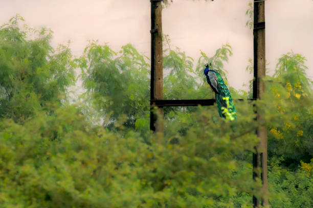 Peacock bird on roof in the village