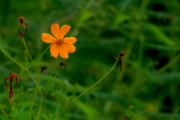 Orange color Cosmos flower with rainy drops on petals