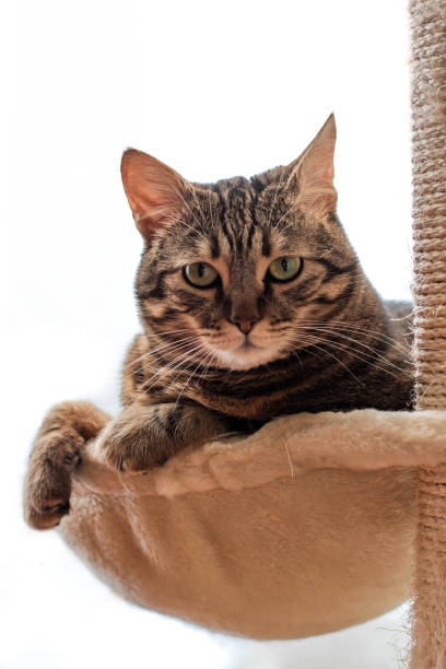 istock Cat relaxing in her basket bed 2170643068