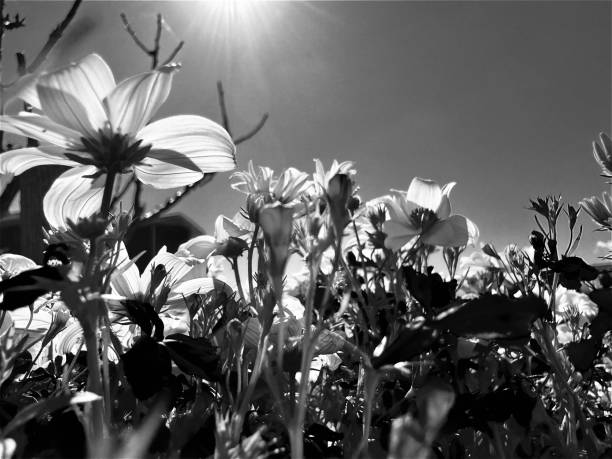 Sunlight on outdoor flowers