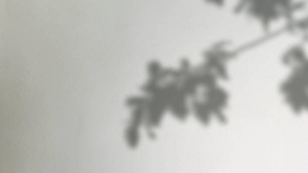 istock Abstract silhouette tree branchs on white wall in the evening sunlight background, beautiful natural sun rays leaves shade waving in morning wind, blur bokeh plant shadow light in sunset spring nature 2170645045