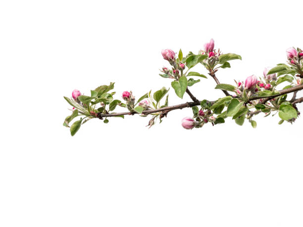 Apple tree branch with buds and flowers in blossom on white background