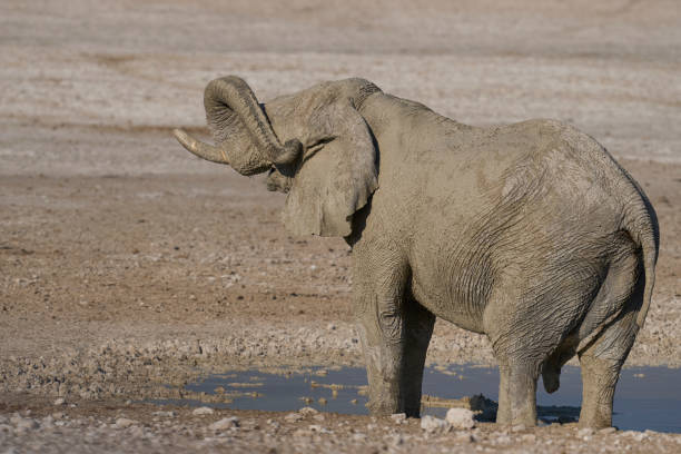 Large bull African elephant (Loxodonta africana) covered recently applied mud drinking at a waterhole in Etosha National Park in Namibia.