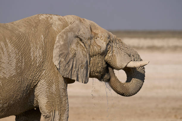 Large bull African elephant (Loxodonta africana) covered recently applied mud drinking at a waterhole in Etosha National Park in Namibia.