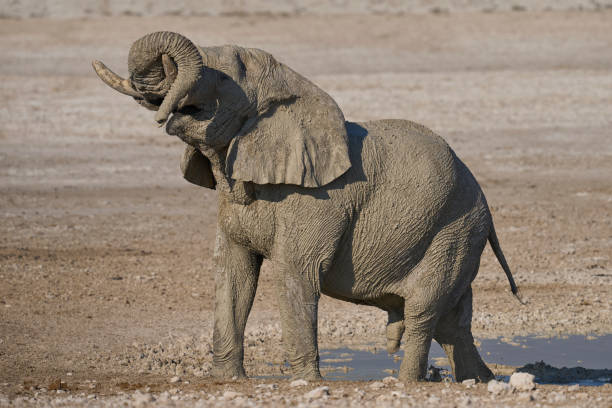 istock Ghost elephant of Etosha 2170648058