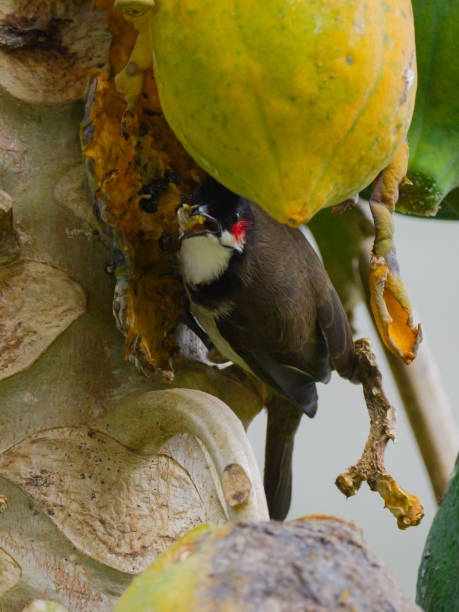 istock Red Whiskered Bulbul bird eating ripe yellow papaya on tree 2170649223