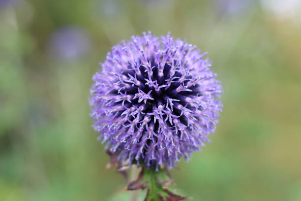 istock Close up of a blue globe thistle or echinops in a garden 2170649511