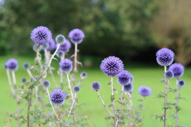 istock Blue globe thistles or echinops in a garden 2170649638