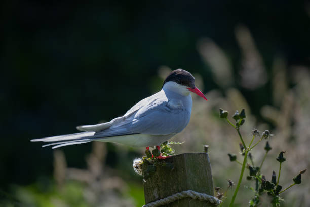 Arctic Tern (Sterna paradisaea) on a post in Northumberland, England