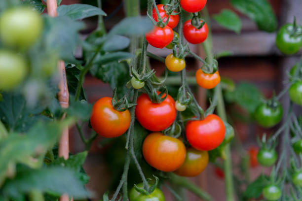 istock Green and red tomatoes on the vine 2170652258