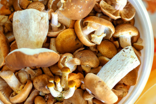 istock Bucket full of different edible mushrooms. Top view 2170652571