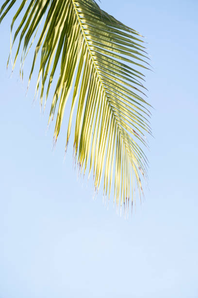 coconut Palm trees on the blue sky background