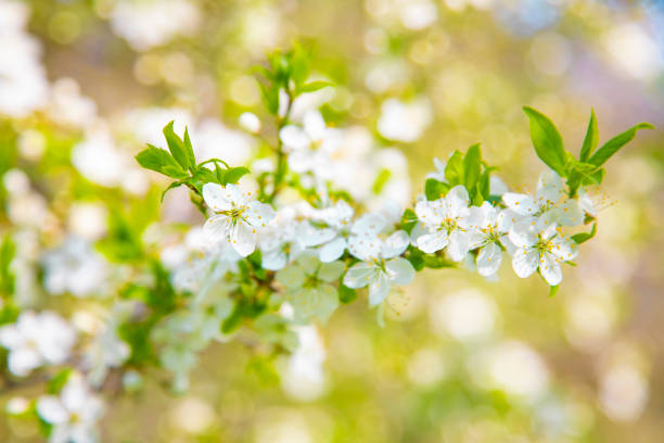 Apple blossom flowers, soft selected focus