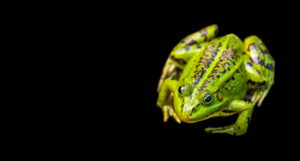 Green frog isolated on black background