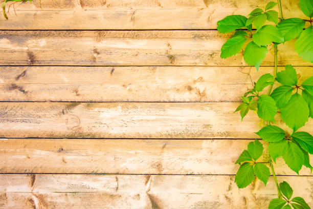 Ivy growing up an old wooden fence.