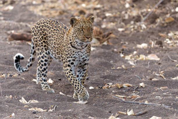 istock Leopard hunting in Mashatu Game Reserve 2170655463