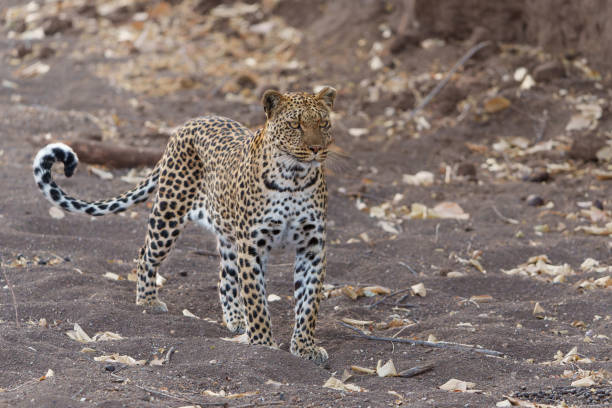 istock Leopard hunting in Mashatu Game Reserve 2170655488