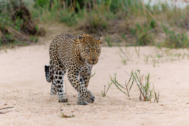 istock Leopard male in Sabi Sands Game Reserve 2170655699