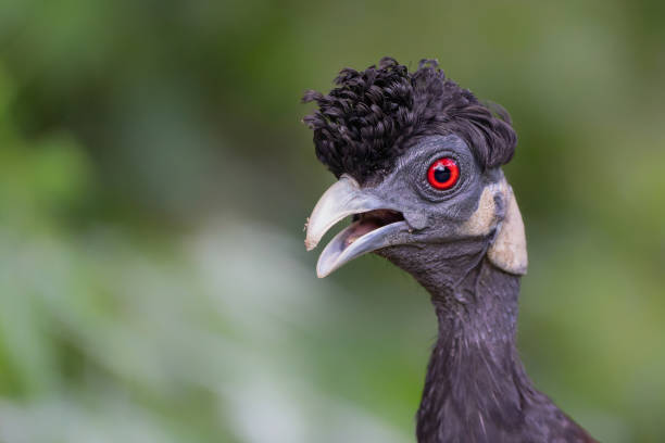 istock Crested guinea fowl in Tembe Elephant Park 2170655754