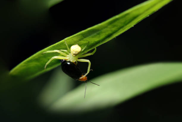 Green and yellow white colored Kohanagumo (Diaea subdola) spider catching a black Aulacophora nigripennis leaf beetle (Wildlife closeup macro photograph)